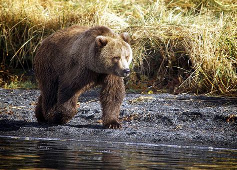 Brown Bear (aka Grizzly or Kodiak Bear) | North America | Discovery