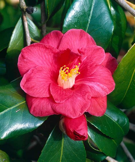 Types of camellias: 12 beautiful varieties | Gardeningetc