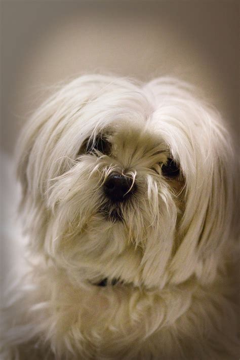 Maltese vs Bichon Frise - A Detailed Comparison Of Both Dog Breeds!