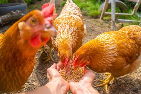 Top 10 Friendliest Chicken Breeds | Chook City