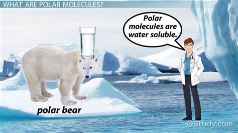 Polar Molecule: Definition & Examples - Video & Lesson Transcript | Study.com