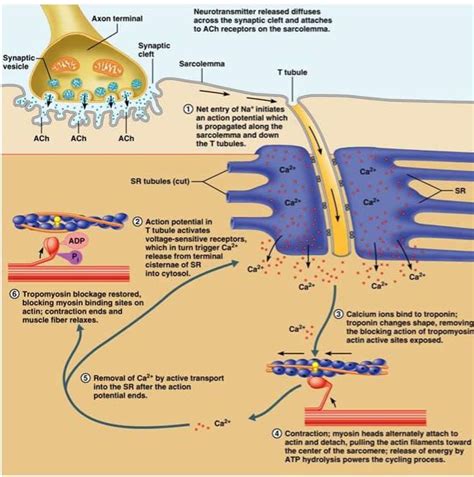 Muscle contraction steps Diagram | Quizlet