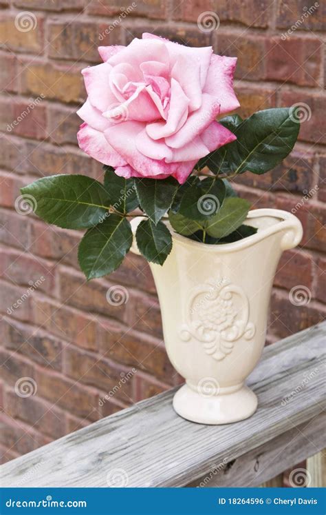 Pink Rose in Vase stock photo. Image of copy, love, bloom - 18264596