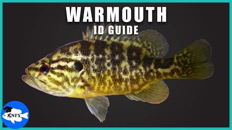 Warmouth (Lepomis gulosus) Identification | How to Identify the Warmouth! - YouTube