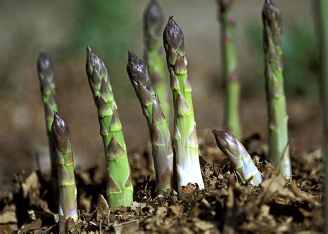 How to Grow and Care for Asparagus