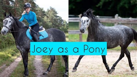 Esme horse, Joey as a pony!!! #equestrian #horses #viral - YouTube