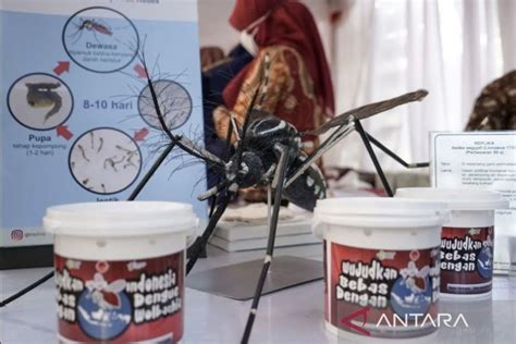 No Wolbachia transmission from mosquitoes to humans: official - ANTARA News