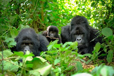 Family of mountain gorillas with a baby gorilla and a silverback posing for picture in Rwanda ...