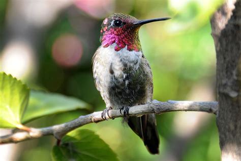 Perches for Hummingbirds