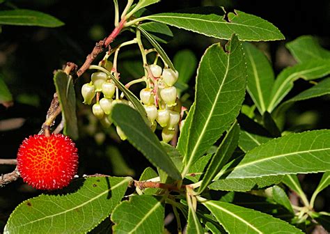 Arbutus unedo (Killarney Strawberry Tree, Madroño, Strawberry Madrone, Strawberry Tree) | North ...