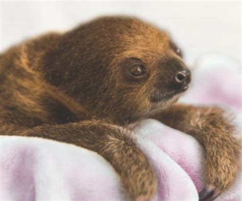 We can't stop staring at these adorable baby sloths | Take 5