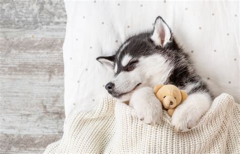 My Puppy Husky HD Wallpapers New Tab - MyStart