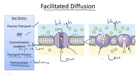 Facilitated Diffusion Diagram