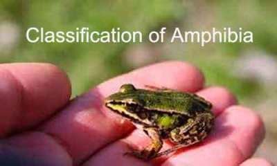 Amphibia: Characteristics, Classification and Examples - Biology Educare