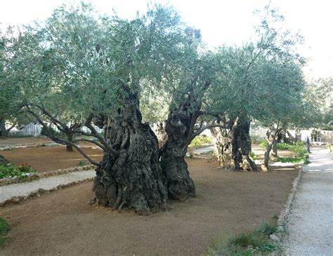 Olive trees,jerusalem,israel,free pictures, free photos - free image from needpix.com