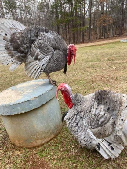 Blue Slate Turkey - Turkey Poults for Sale | Cackle Hatchery®