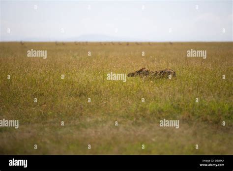 Cheetah hunting in Masai Mara National Reserve. Acinonyx jubatus. Kenya, Africa Stock Photo - Alamy