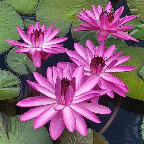 Aquatic Plants – Hill Country Water Gardens & Nursery