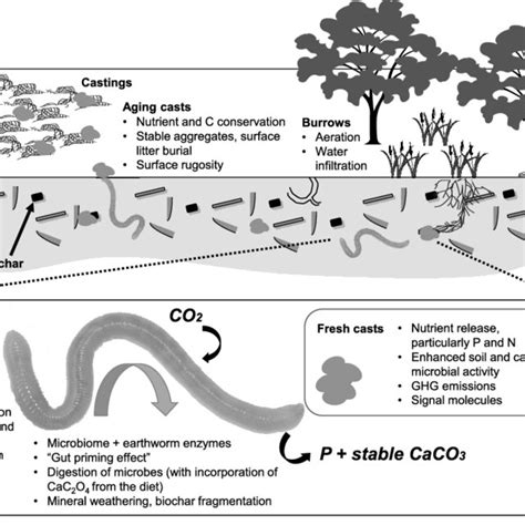 (PDF) Soil Animals and Pedogenesis: The Role of Earthworms in Anthropogenic Soils