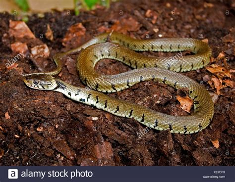 Grass Snake Uk High Resolution Stock Photography and Images - Alamy