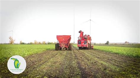 Sugar beet harvesting - YouTube