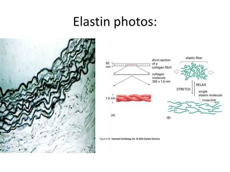 PPT - Elastin PowerPoint Presentation, free download - ID:2811700