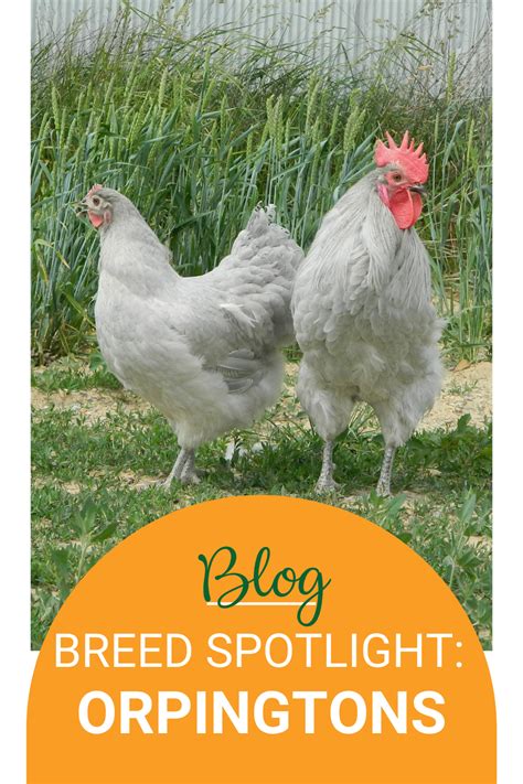 The Orpington Chicken: A Friendly and Productive Breed