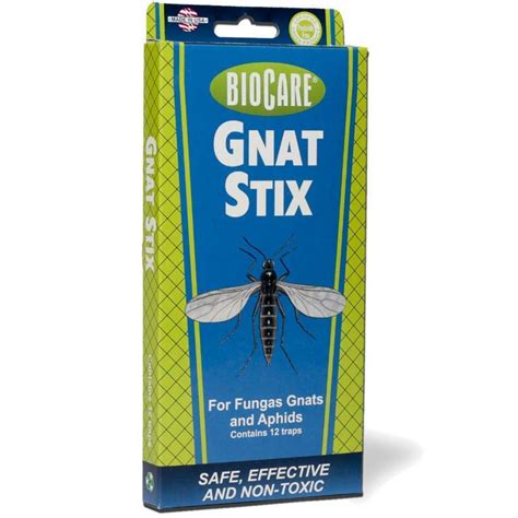 5 Natural Gnat Traps to Try | The Family Handyman