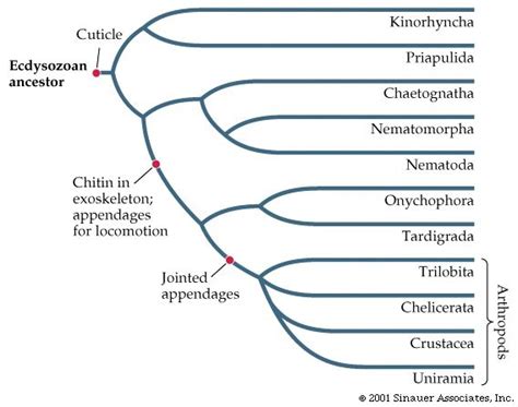 Ecdysozoa - Alchetron, The Free Social Encyclopedia