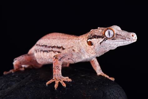 The New Caledonian giant gecko is the world’s largest - Australian Geographic