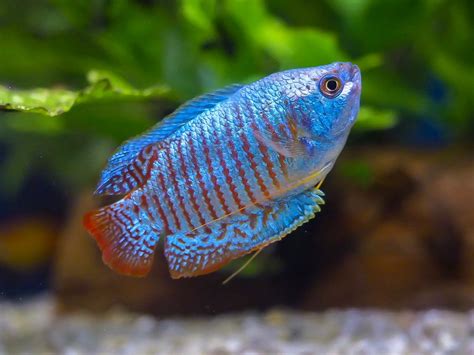 Aquarium Libraries - Neon Blue Dwarf Gourami