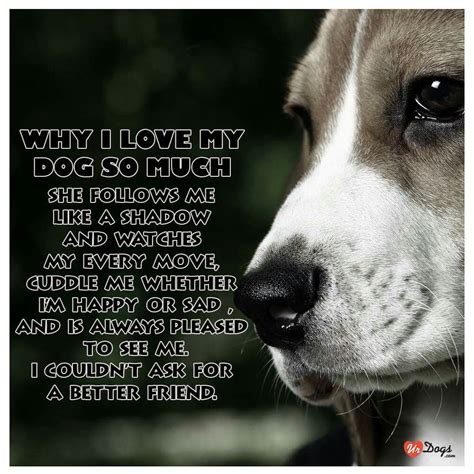 That's why I love my dog! | Dog quotes, Animal quotes, I love dogs