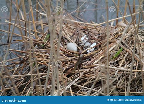 Egg of Eurasian Coot Fulica Atra in Nest Stock Photo - Image of australian, waterfowl: 245884518