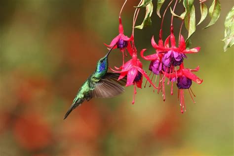 Best Hanging Plants to Attract Hummingbirds - Bird Advisors