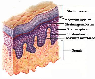 A diagram depicting the layers of the epidermis in thick skin