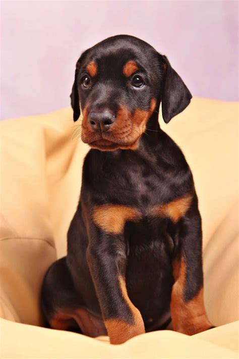 How To Train A Doberman Puppy At Home? - Our Dog Breeds