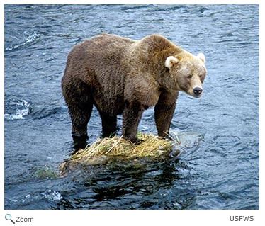 Ursidae - bears | Wildlife Journal Junior