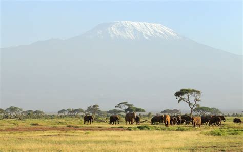 herd of elephants 1920×1200 | Africa background, Africa wallpaper, Africa wallpaper iphone