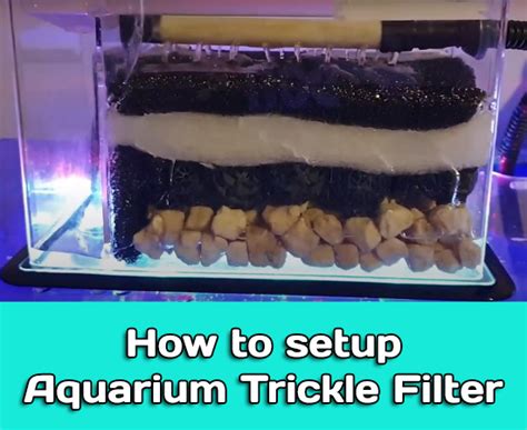 Aquarium Filter Setup (Trickle/Shower Filter)