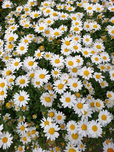 A little field of daisies somewhere I was taken too in California #gardening #garden #DIY #home ...