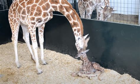 They keep recording this mama giraffe giving birth : AmazingPandph