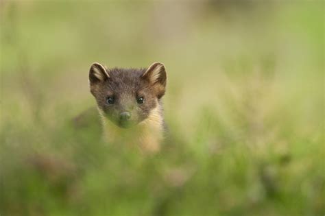 Pine marten | Mammal | Scottish Wildlife | Scottish Wildlife Trust