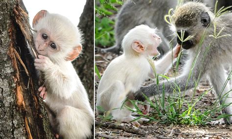 Albino monkey wrestles with its friends in Kruger National Park | Daily Mail Online