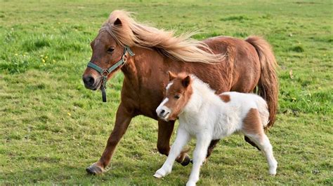 6 Scottish Horse and Pony Breeds (Facts, History & Pictures)