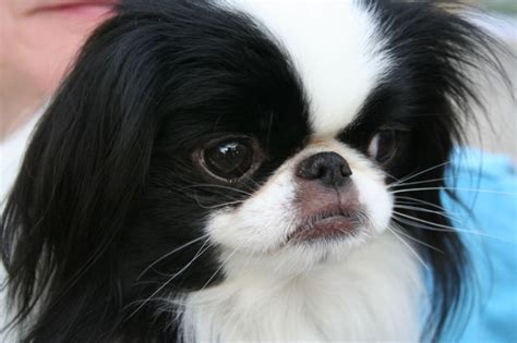 Japanese Dog Breeds - Dog Breeders Guide