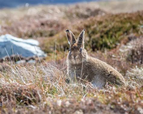 Mountain Hare - Facts, Diet, Habitat & Pictures on Animalia.bio