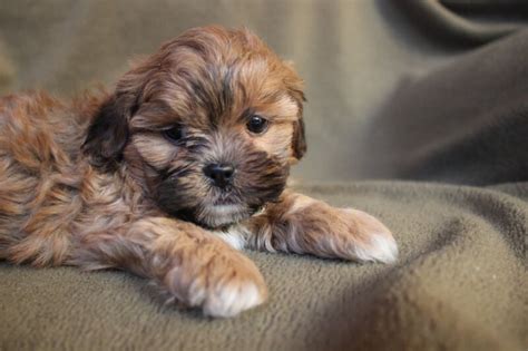 Best Haircuts For Shih-Poo