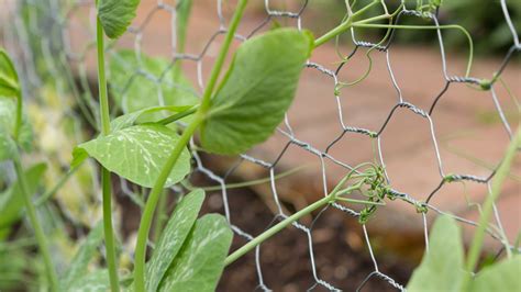 Decorative Wire Fencing Types | Shelly Lighting