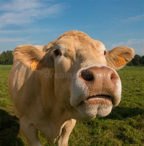 Closeup of Cow Nose Closeby Stock Image - Image of blue, meadow: 61023653