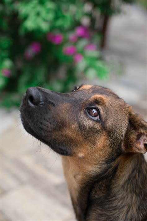 Lab German Shepherd Mix Puppies